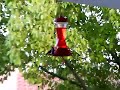 Hummingbirds, One Last Meal Before Bed Time Hummingbirds, One Last Meal Before Bed Time