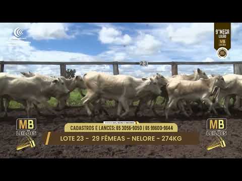 9� MEGA LEIL�O DA MB LEIL�ES
