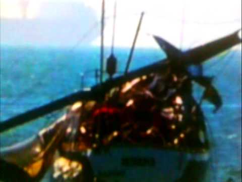 Whale Yacht Video A Young Southern Right Whale is Jumping out to a Yacht 0