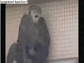 Chimp escapes Japanese zoo - 23/7/2008