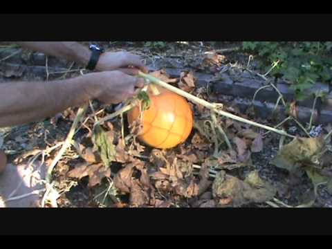how to keep pumpkins from rotting on the vine