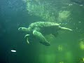 Zeeschildpad