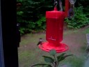 humming bird part 2