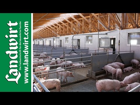 Tiergerechte Stallkonzepte fr Schweine | landwirt. ...