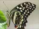 Butterfly - Blossomhead - Beautiful Song - Original Music