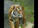 Safet Boletini.flv Safet Boletini.flv