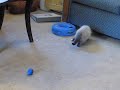 Scrappy McGee vs the Loveseat of Doom (part 1)