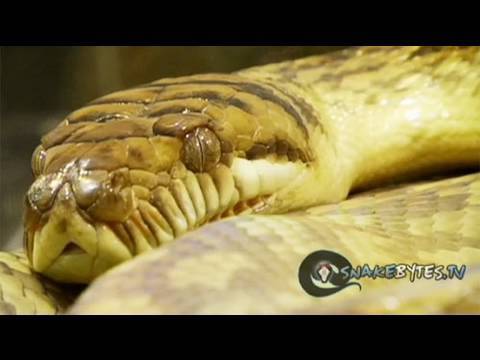 snake