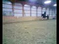 Warmblood for Sale- 121208_21002.3g2