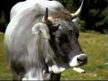 Graue Kuh / Grey Cow in Südtirol / South Tyrol