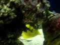 peces 