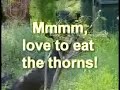 Eats thorns