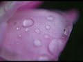 the-scent-of-love-.html
