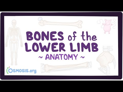 Bones of the lower limb: Anatomy