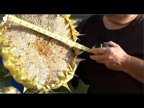 how to harvest sunflower seeds to eat