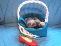 4 week old Cairn terrier puppies...part 2 4 week old Cairn terrier puppies...part 2