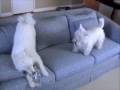 videos de Yoshi and Trixie