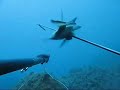 Pescasub: Saraghi, agguato e tana