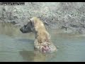 Injured Hyena at the Water Hole Injured Hyena at the Water Hole