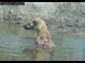 Injured Hyena at the Water Hole