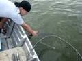 46 inch muskie
