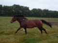 bodyguard-stal-t-sander.html