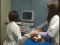 videos de The Hidden Health Problem That Could Affect Your Dog