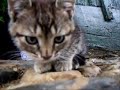 Funny Kittens ( RIP ) Funny Kittens ( RIP )