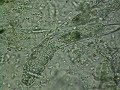 DEMODEX CANIS 01