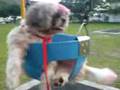 videos de Mao Play Swings