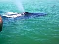 baby humpback whale at egmont key florida