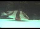 Oruga Trotamundos mira el video - MioPlanet.org
