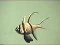 Acuario de Veracruz-Mexico