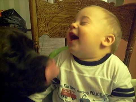 bullmastiff