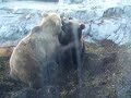 Bear fight - Korkeasaari Hogholmen Zoo