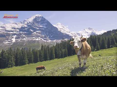 Wengen-Männlichen video