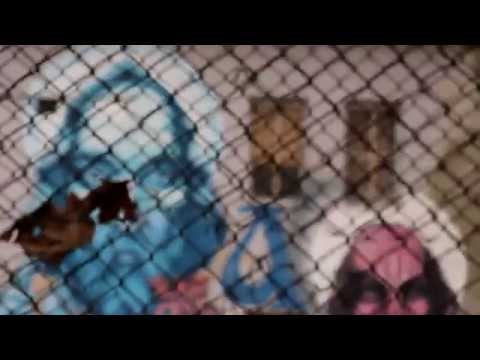 Dim4ou - Nishto ne znam (HRDondabeat)
