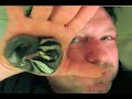 Gaius the Sugar Glider \" The First 15 Days \" Gaius the Sugar Glider \" The First 15 Days \"