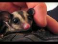 Gaius the Sugar Glider  The First 15 Days 
