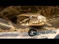 SnakeBytesTV Snake Soap Opera