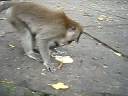 Monkey eats banana spew