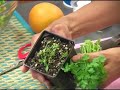 Parsley Parsley
