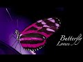 梁祝 - The Butterfly Lovers Violin Concerto