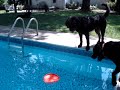 Frisbees in the pool