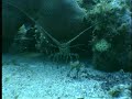 Fish Behavior in Isla Mujeres