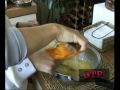 Frittata con le patate Frittata con le patate