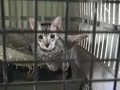 Cats @ St. Bernard Parish Animal Shelter 2 Yrs After Katrina