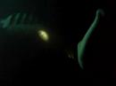 Manta Ray Night Snorkeling (Vid 3)