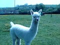Baby alpaca standing proud Baby alpaca standing proud