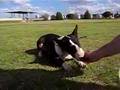 Bull Terrier Miniatura video